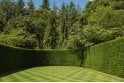 Yew - 15 litre