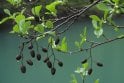 Common Alder