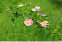 Dog Rose - 1 year plant