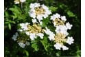 Guelder Rose