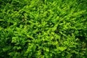 Lonicera nitida - 5 litre