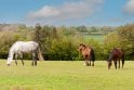 Mixed Native Horse Paddock - pack of 50 plants - 1 year plants