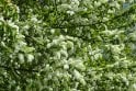 Bird Cherry