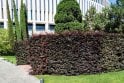 Purple Beech - 5 Year plant
