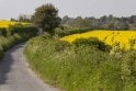 Mixed Native Wildlife Friendly (Hawthorn based) - pack of 50 plants