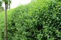 Privet - 3 year plant