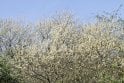 Goat Willow tree saplings