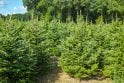 Nordmann Fir sapling