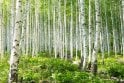 Silver Birch tree sapling