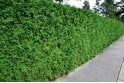 Western Red Cedar - 10 litre