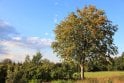 Rowan tree sapling
