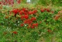 Pyracantha Red - 2 litre
