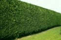 Leylandii - 2 litre