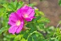 Rosa rugosa