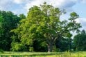 Oak - Sessile tree saplings (Quercus petraea)