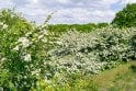 Hawthorn - 4 year plants
