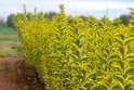 Golden Privet - 5L pot