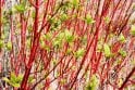 Red Stemmed Dogwood - 2 litre
