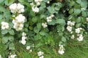 Snowberry - cell grown