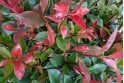 Photinia Carre Rouge - 10 litre