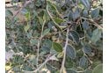 Cotoneaster franchetii - 2 Litre