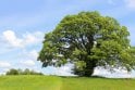 Sycamore tree saplings (Acer pseudoplatanus)
