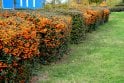 Pyracantha Orange - 2 litre