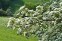 Mixed Native Flowering and Berrying (Hawthorn based) - pack of 50 plants- 1 year old