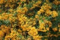 Pyracantha Yellow - 2 litre