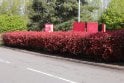Photinia - 5 litre