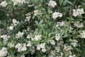 Wild Privet - 4 Year old plants