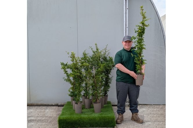 Pyracantha Orange - 2 litre