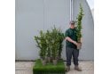 Pyracantha Orange - 2 litre
