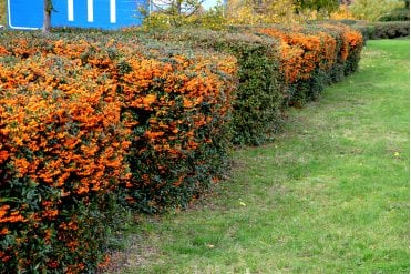 Pyracantha hedge plants with orange berries (Firethorn 'Orange Glow')