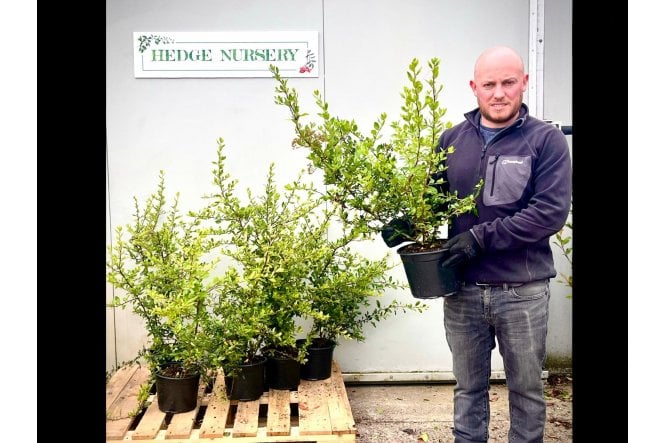 Pyracantha Red - 5 litre
