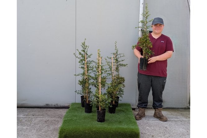 Pyracantha Yellow - 2 litre