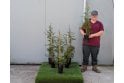 Pyracantha Yellow - 2 litre