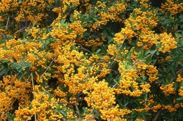 Close up of berries on Pyracantha Golden Sun hedge plants. A dense, spiny, evergreen hedging plant, ideal as an intruder proof hedge. Profuse flowers in May, followed by clusters of bright golden yellow berries offering spectacular autumn and winter colou