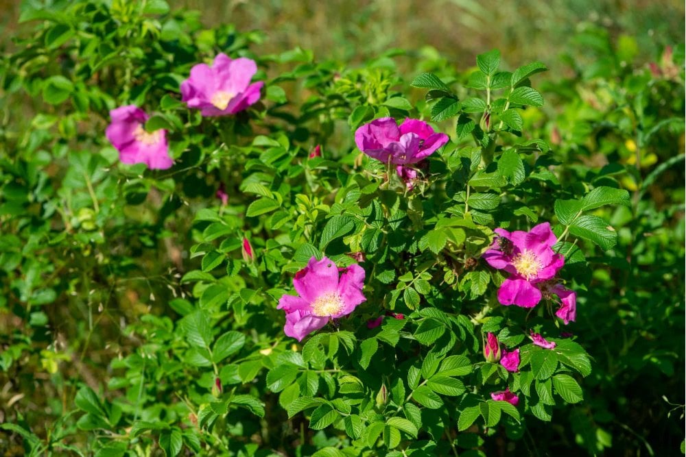 Rosa Rugosa Hedge Spacing