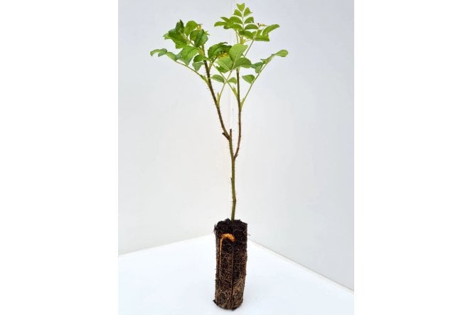 Rosa rugosa - cell grown