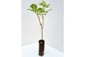 Rosa rugosa - cell grown