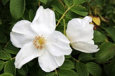 Close-up of Rosa rugosa ‘Alba’ flower with white petals and yellow stamens