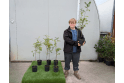 Rowan tree sapling - 2 litre