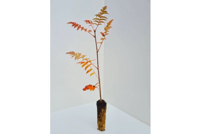 Rowan tree sapling - cell grown
