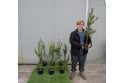 Scots Pine - 2 litre