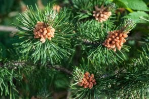 Scots Pine tree saplings (Pinus sylvestris)