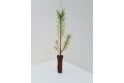 Scots Pine - cell grown