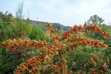 Sea Buckthorn (Hippophae rhamnoides)