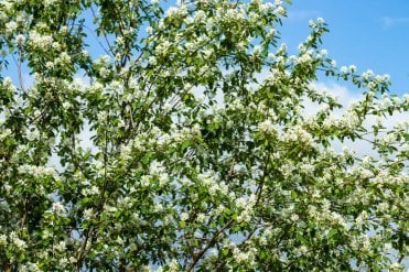 flowers on Amelanchier canadensis tree