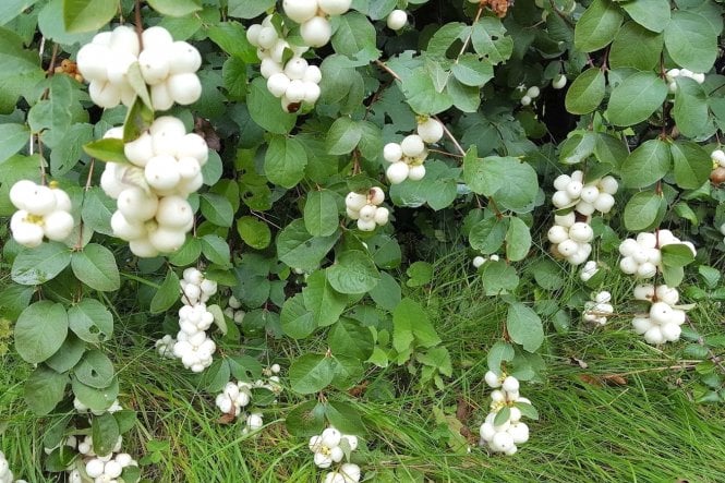 Snowberry (Symphoricarpos albus)